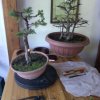 Fotografica bonsai castelli romani » giornata con il bonsai club napoli